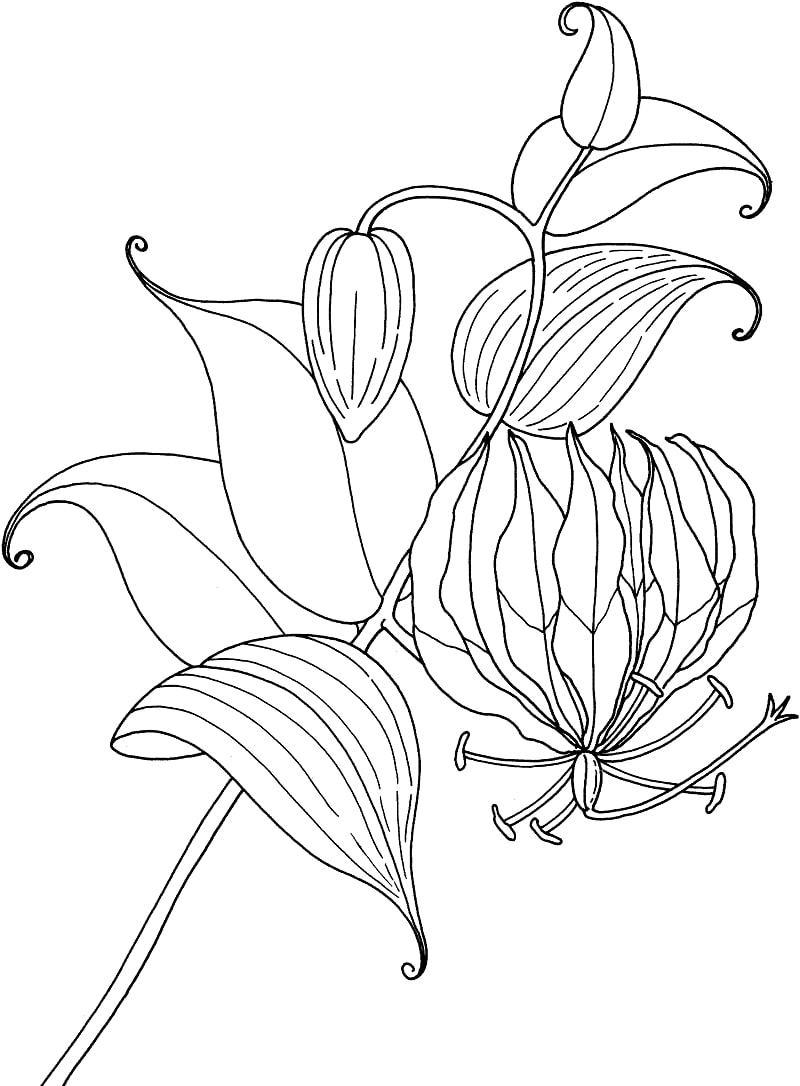 Desenho de Lírio para Imprimir Pdf