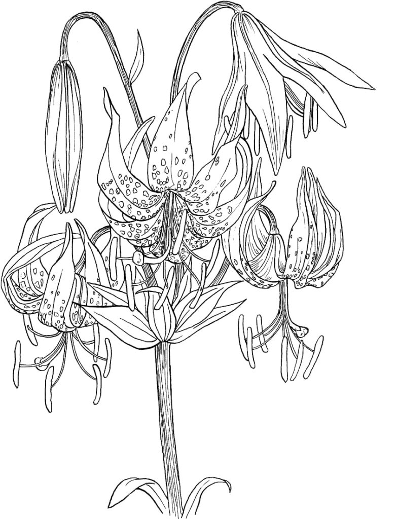 Desenho de Lírio para Pintar Tinta Guache