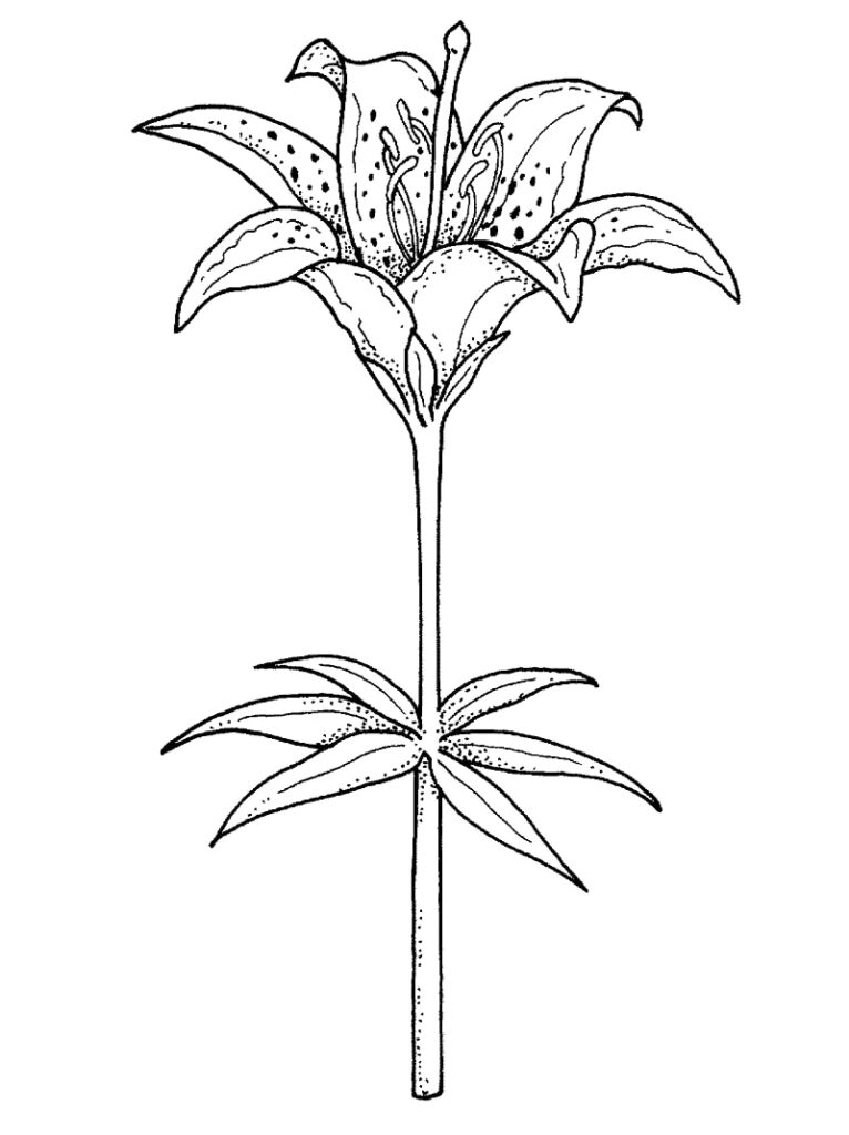 Desenho Imprimivel de Flor Lírio para Colorir