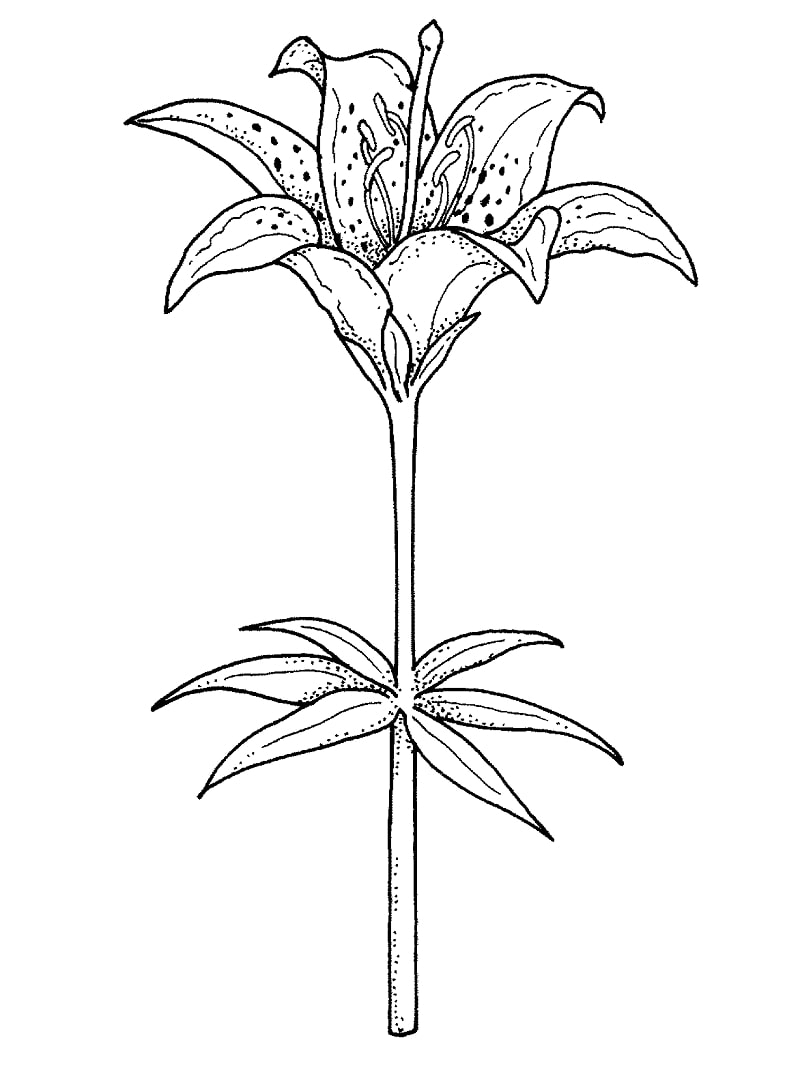 Desenho Imprimivel de Flor Lírio para Colorir