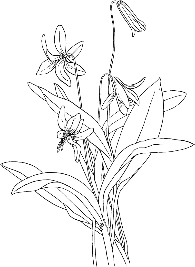 Desenhos de Lírio para Colorir