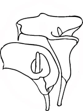 Desenho Imprimível de lírio para Pintar