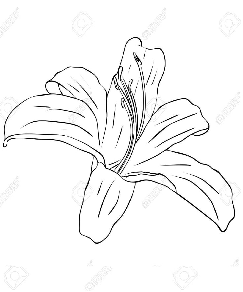 Desenho Lírio Maravilhoso para Colorir