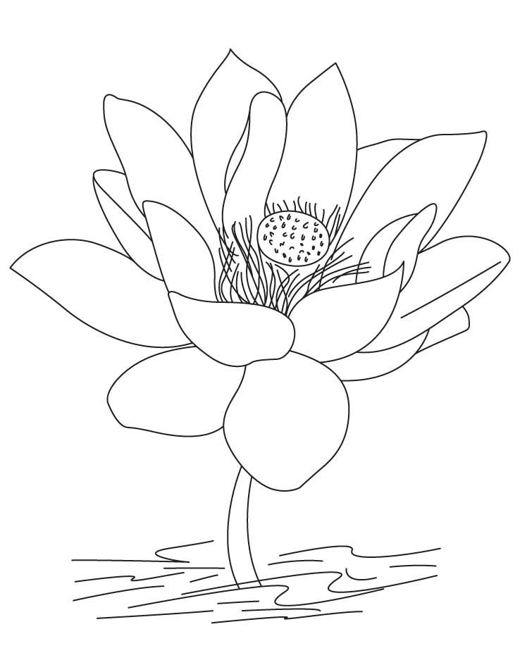 Desenho Flor de Lótus para Colorir