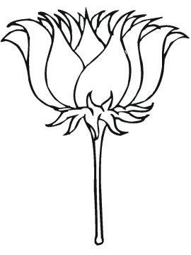 Desenho Imprimível de Flor de lótus para Colorir de graça