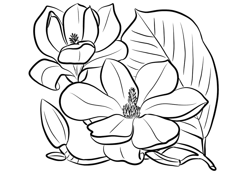 Desenho de Flor de Magnólia para Colorir Baixar