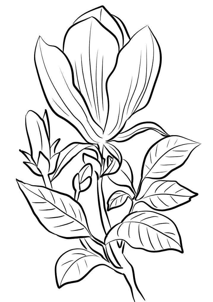 Desenho de Flor de Magnólia para Colorir Crianças