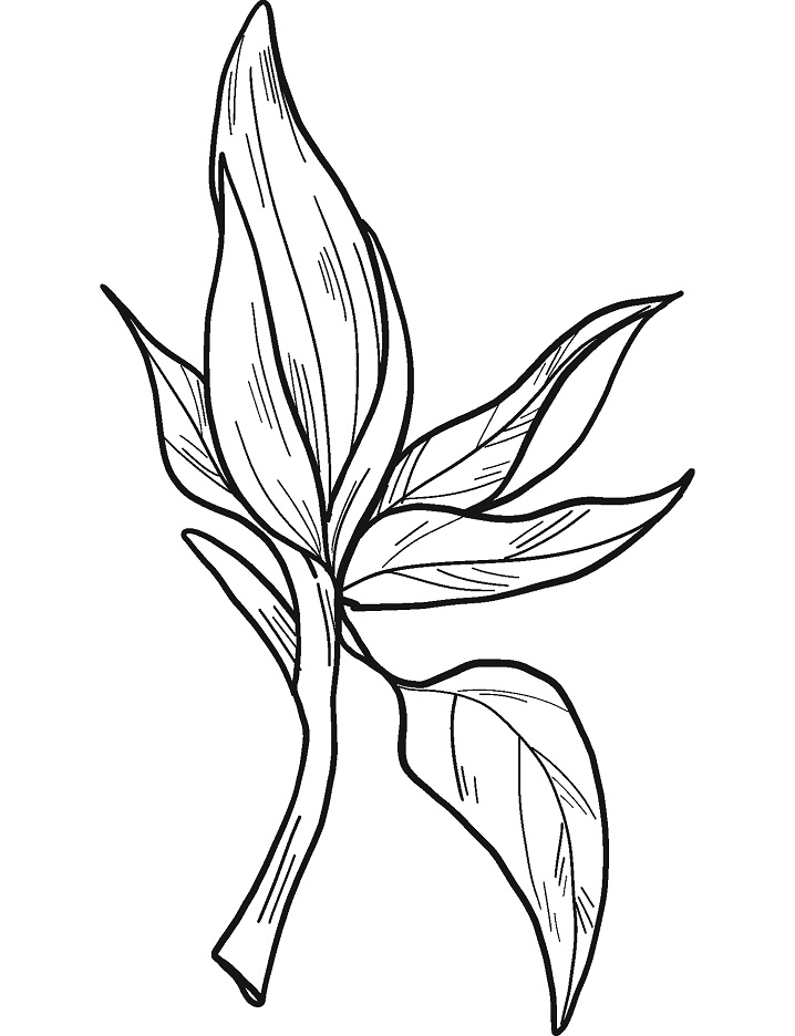 Desenho de Flor de Magnólia para Colorir Divertido