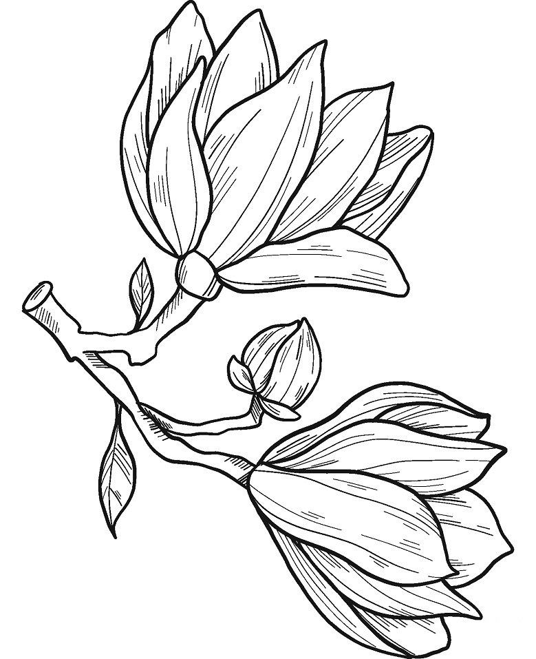 Desenho de Flor de Magnólia para Colorir Download Pdf
