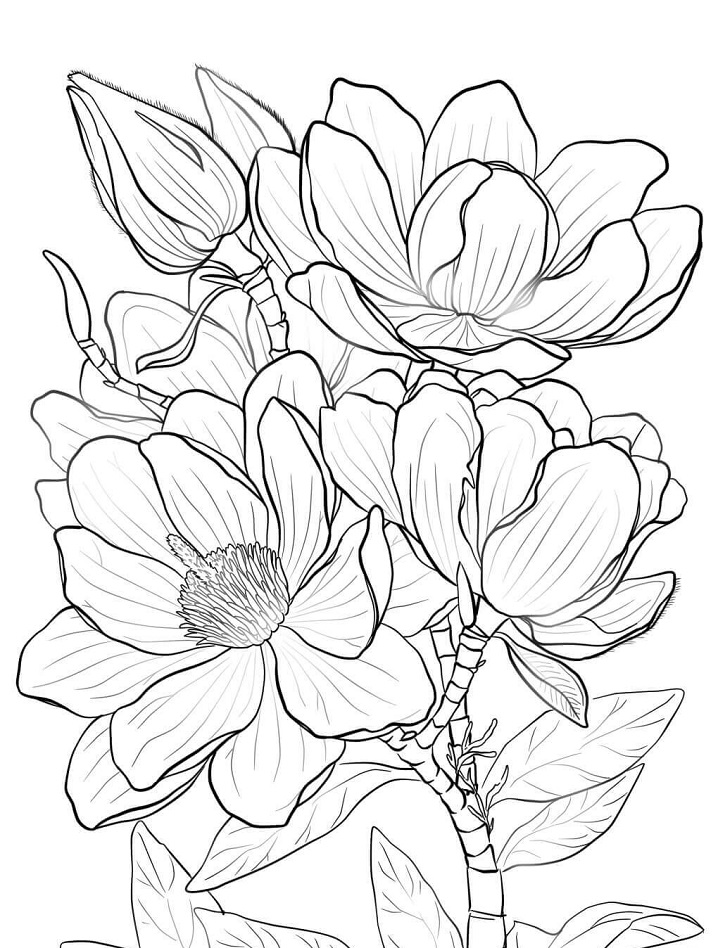 Desenho de Flor de Magnólia para Colorir Download