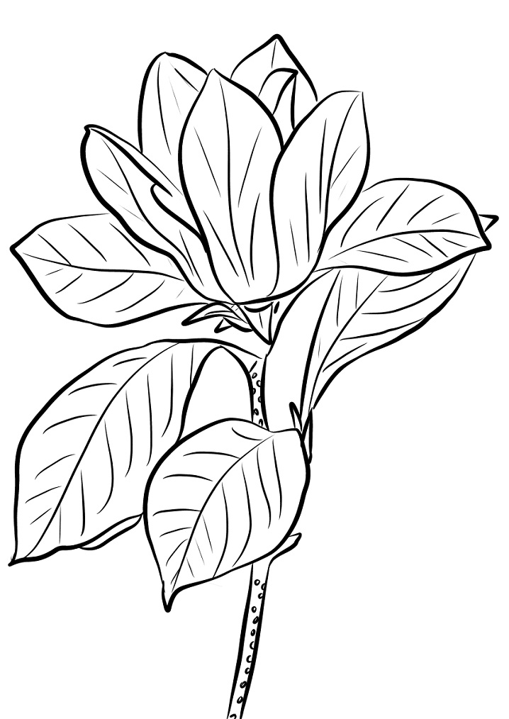 Desenho de Flor de Magnólia para Colorir e Pintar