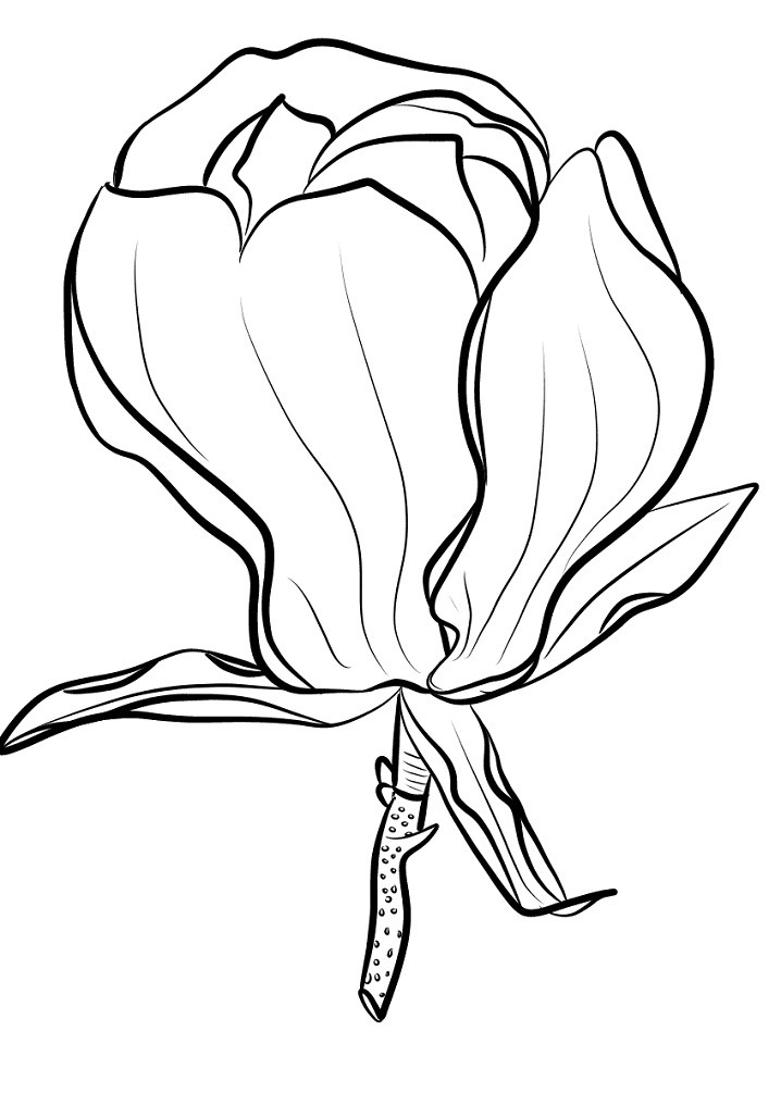 Desenho de Flor de Magnólia para Colorir Fácil Pdf