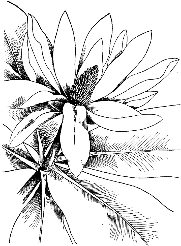 Desenho de Flor de Magnólia para Colorir Giz de Cera