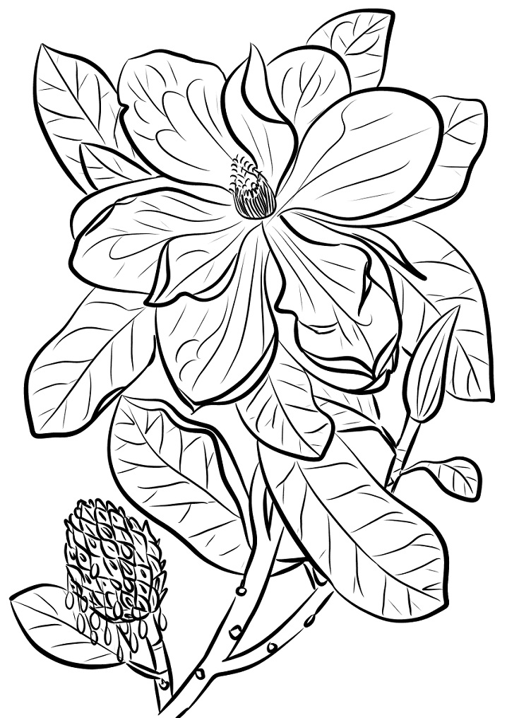 Desenho de Flor de Magnólia para Colorir Online Download