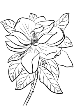 Desenho de Flor de magnólia para Colorir Pdf