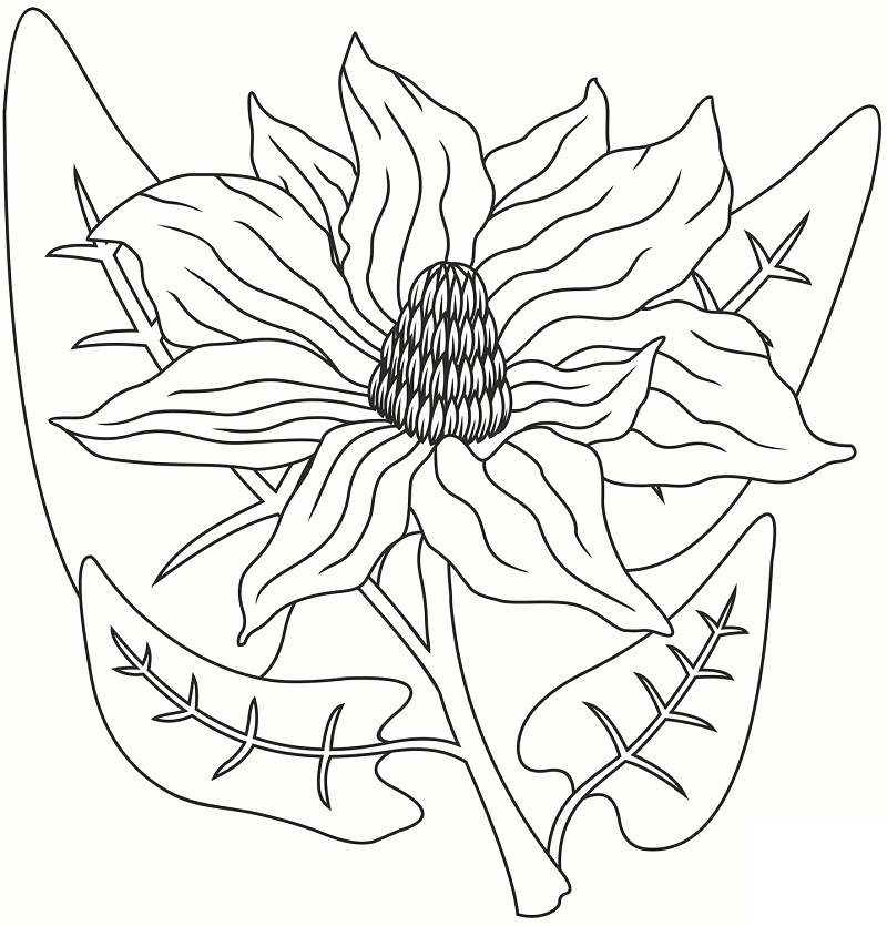 Desenho de Flor de Magnólia para Imprimir e Colorir
