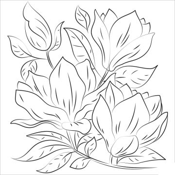 Desenho de Flor de magnólia para Imprimir grátis