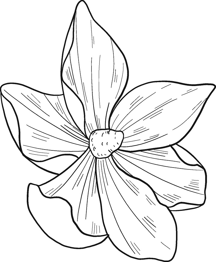 Desenho de Flor de Magnólia para Pintar com Tinta Guache