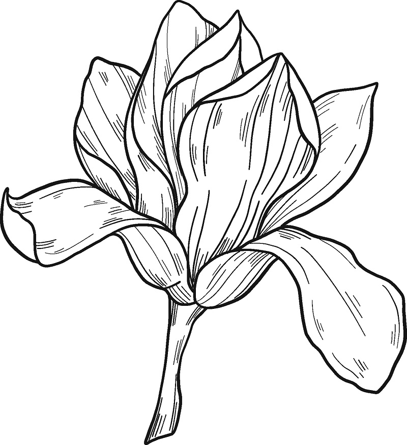 Desenho Imprimivel de Flor de Magnólia para Colorir Pdf