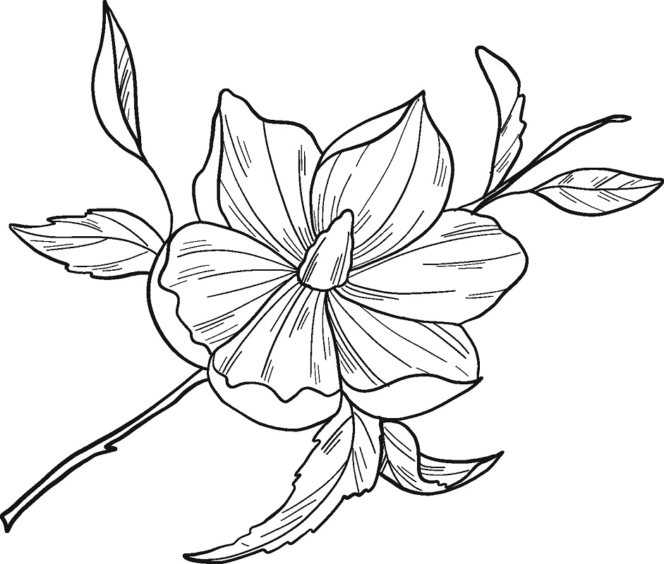 Desenho Imprimivel de Flor de Magnólia para Colorir