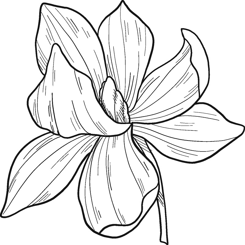 Desenho Imprimivel de Flor de Magnólia para Pintar