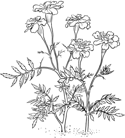Desenhos de Malmequer para Colorir