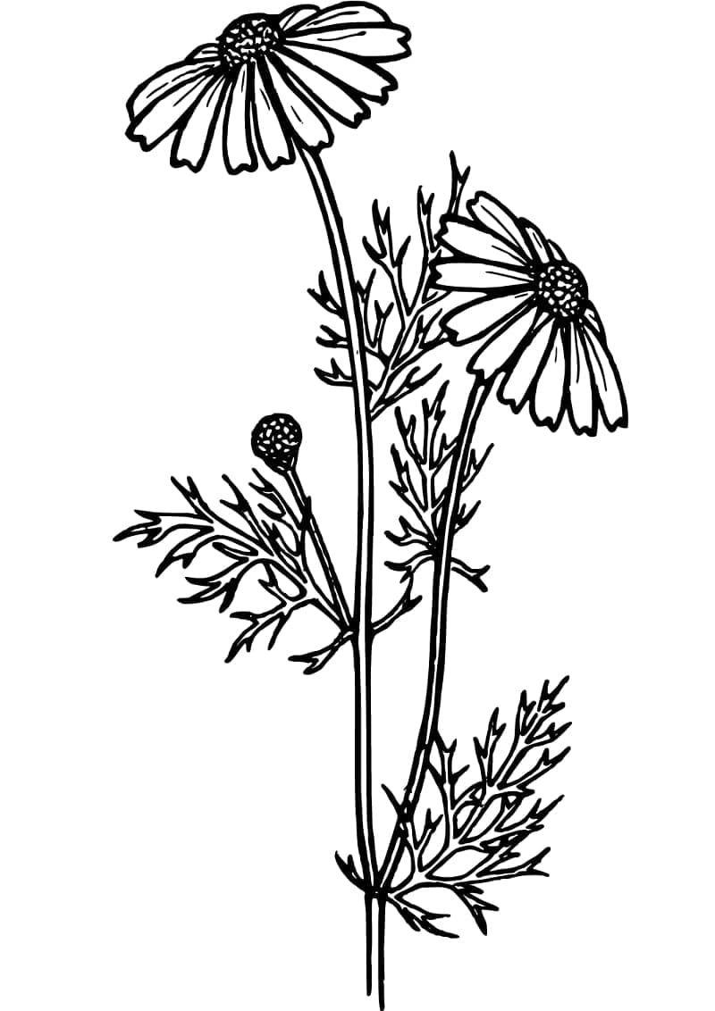 Desenho de Margarida para Imprimir para Colorir