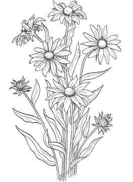 Desenho de Margaridas para Imprimir grátis para Colorir