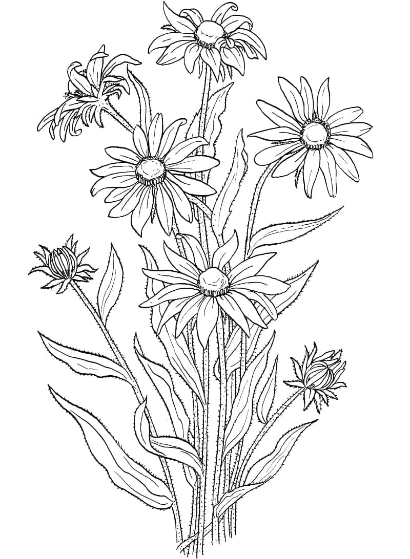 Desenho de Margaridas para Imprimir Grátis para Colorir
