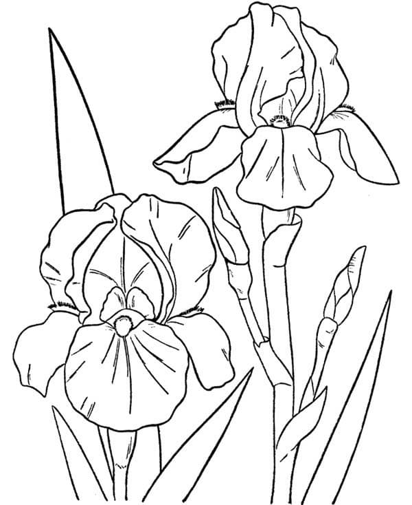 Desenho de Duas Orquídeas para Colorir