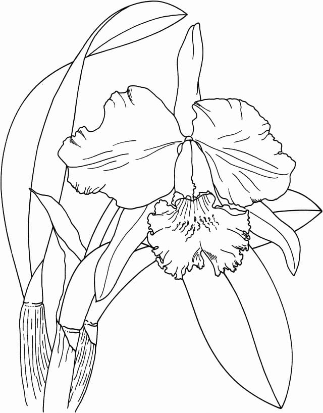 Desenho de Flor de Orquídea para Colorir