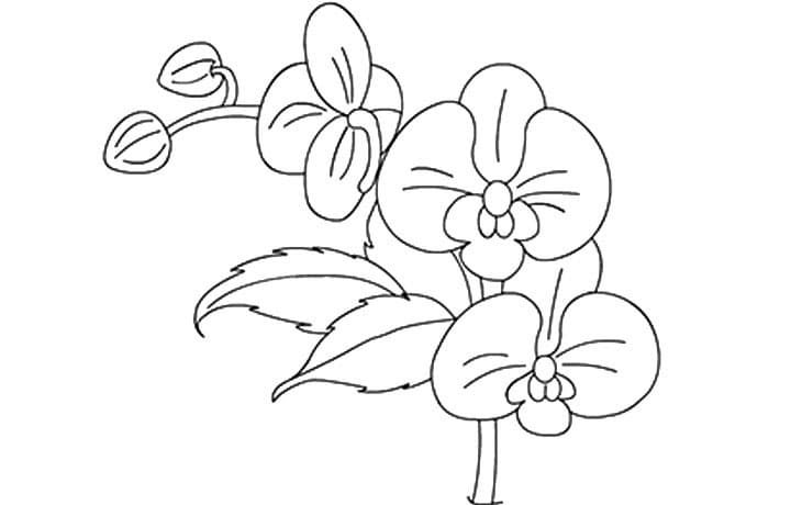 Desenho de Flores de Orquídea para Colorir