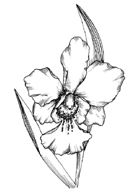 Desenho de Linda Flor de Orquídea para Colorir