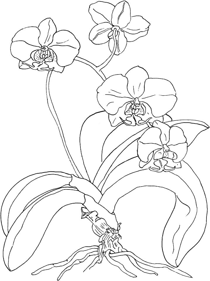 Desenho de Linda Orquídea para Colorir