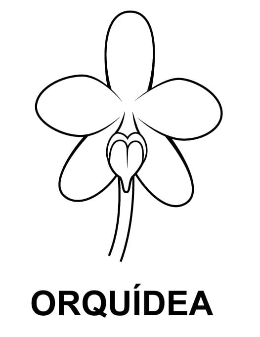Desenho de Orquídea Fácil para Colorir