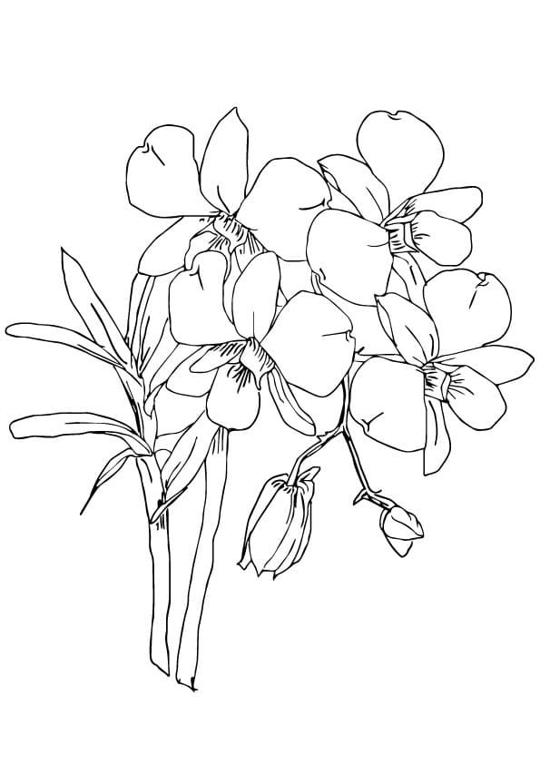 Desenho de Orquídeas para Colorir