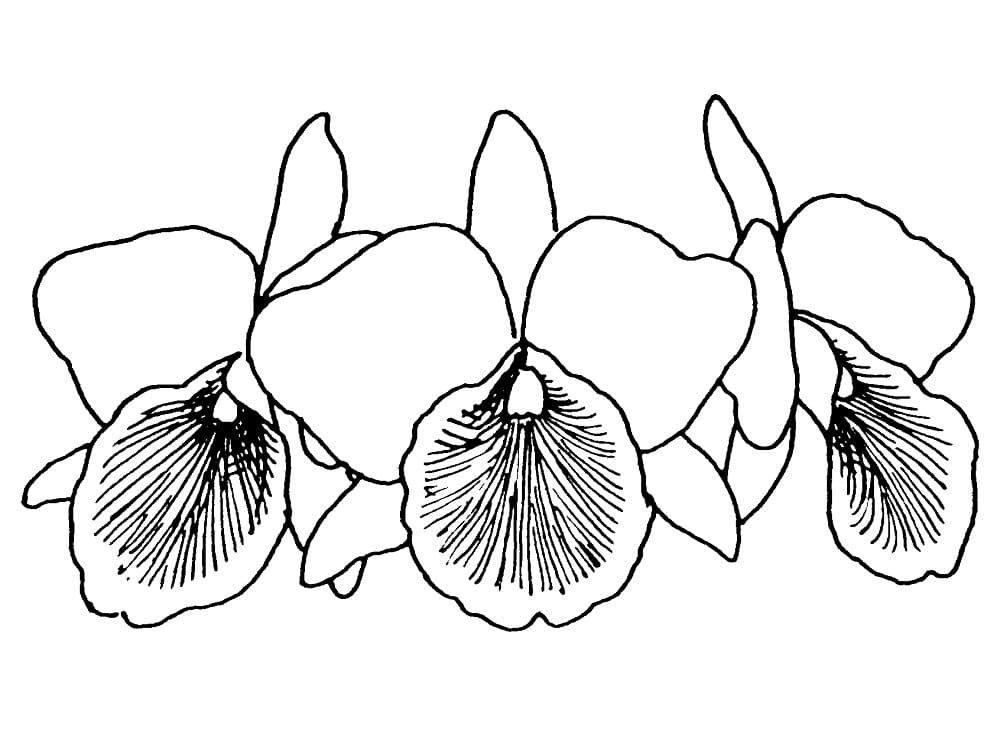 Desenho de Três Orquídeas para Colorir