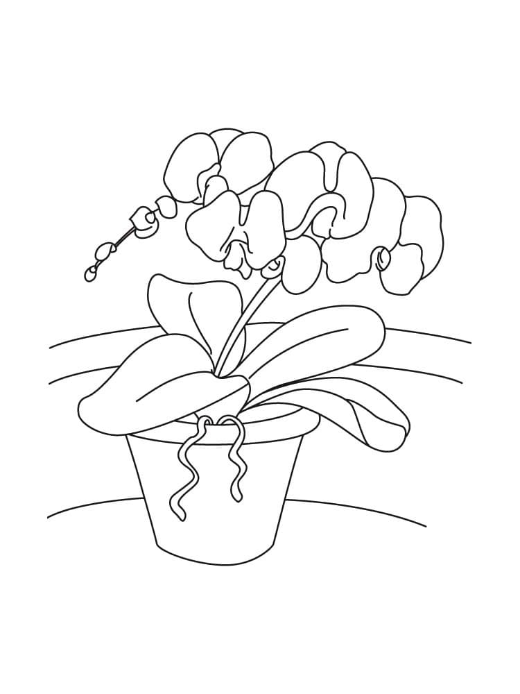 Desenho de Vaso de Orquídeas para Colorir