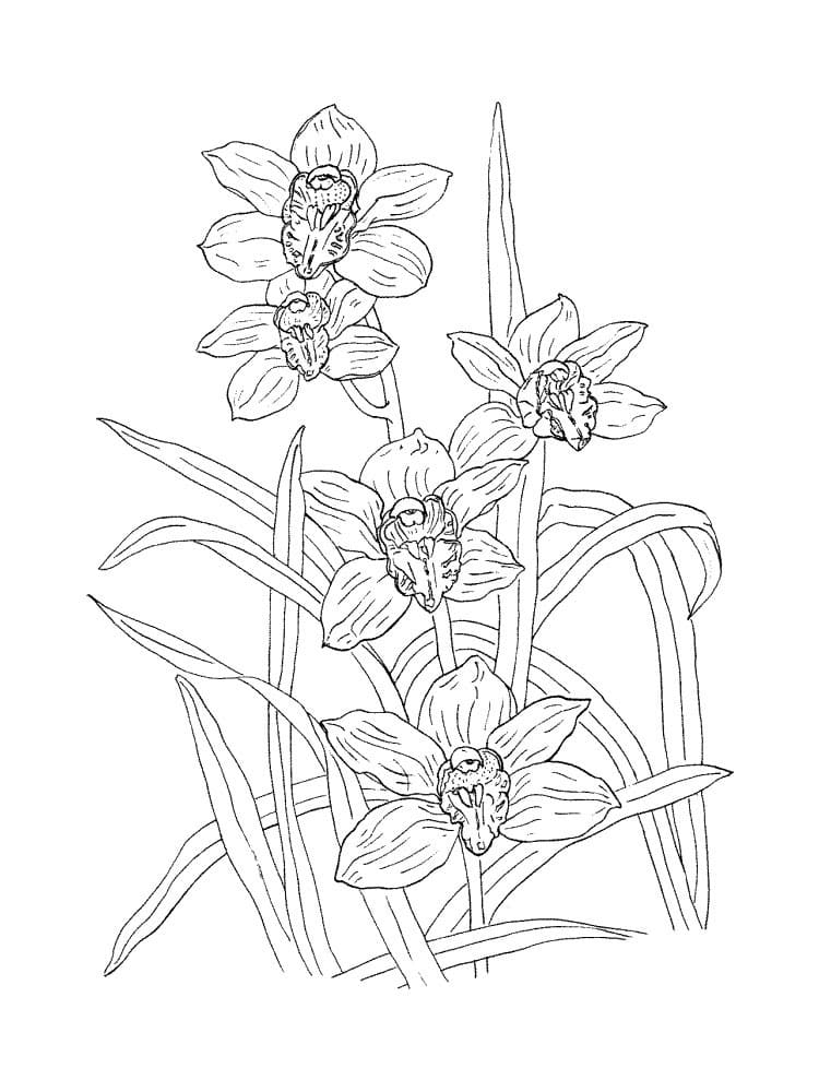 Desenho Flor Orquídea para Colorir