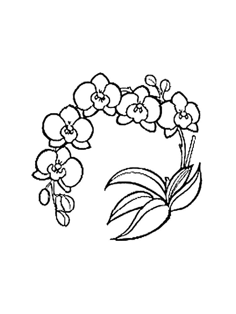 Desenho Orquídea Baixar Grátis para Colorir