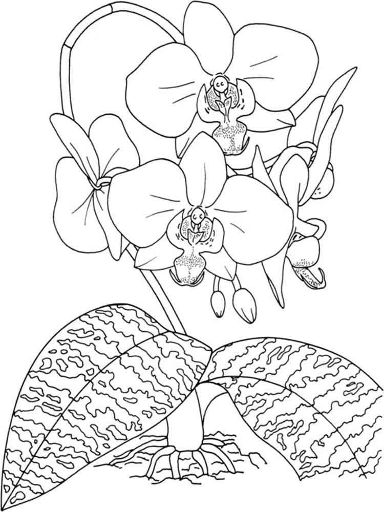 Desenho Orquídea Bonita para Colorir