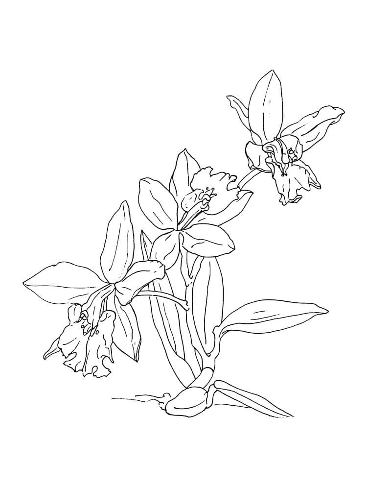 Desenho Orquídea Download Pdf para Colorir