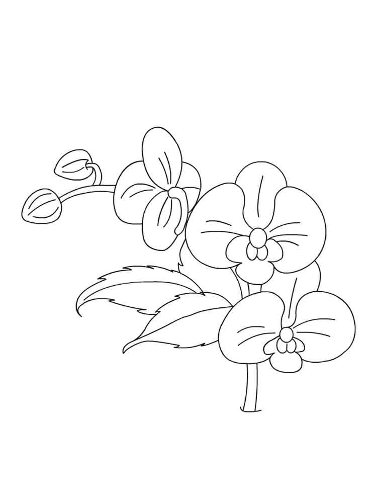 Desenho Orquídea em Pdf para Colorir