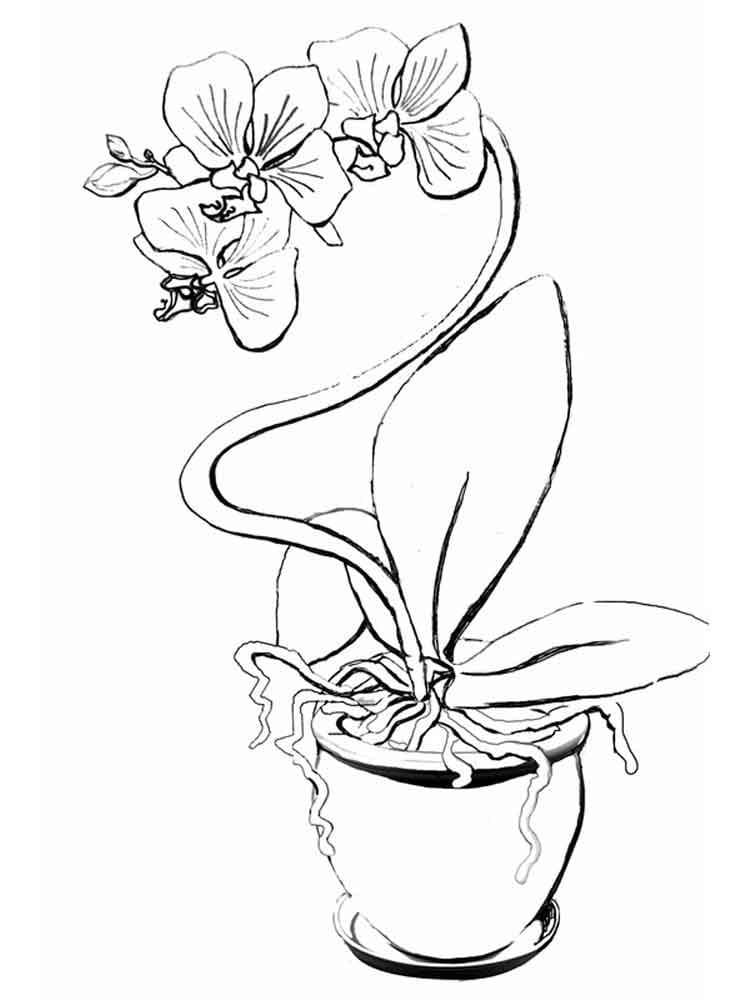 Desenho Orquídea Fácil para Colorir