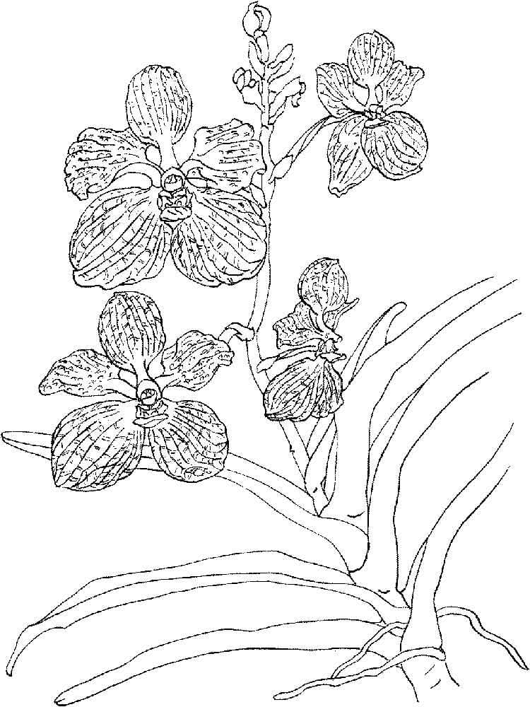 Desenho Orquídea Grátis para Colorir