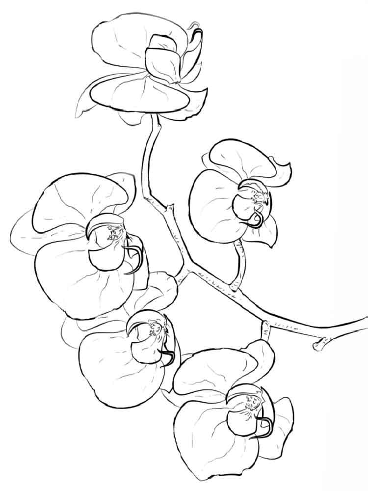 Desenho Orquídea Kawaii para Colorir