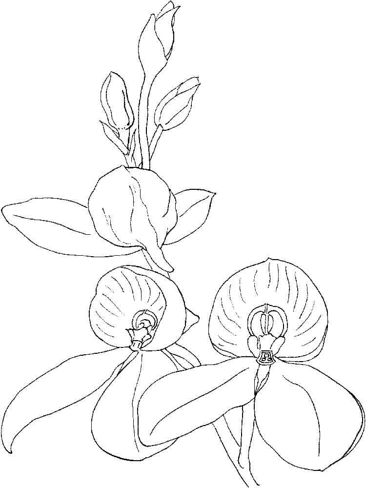 Desenho Orquídea para Colorir Desenho Fácil