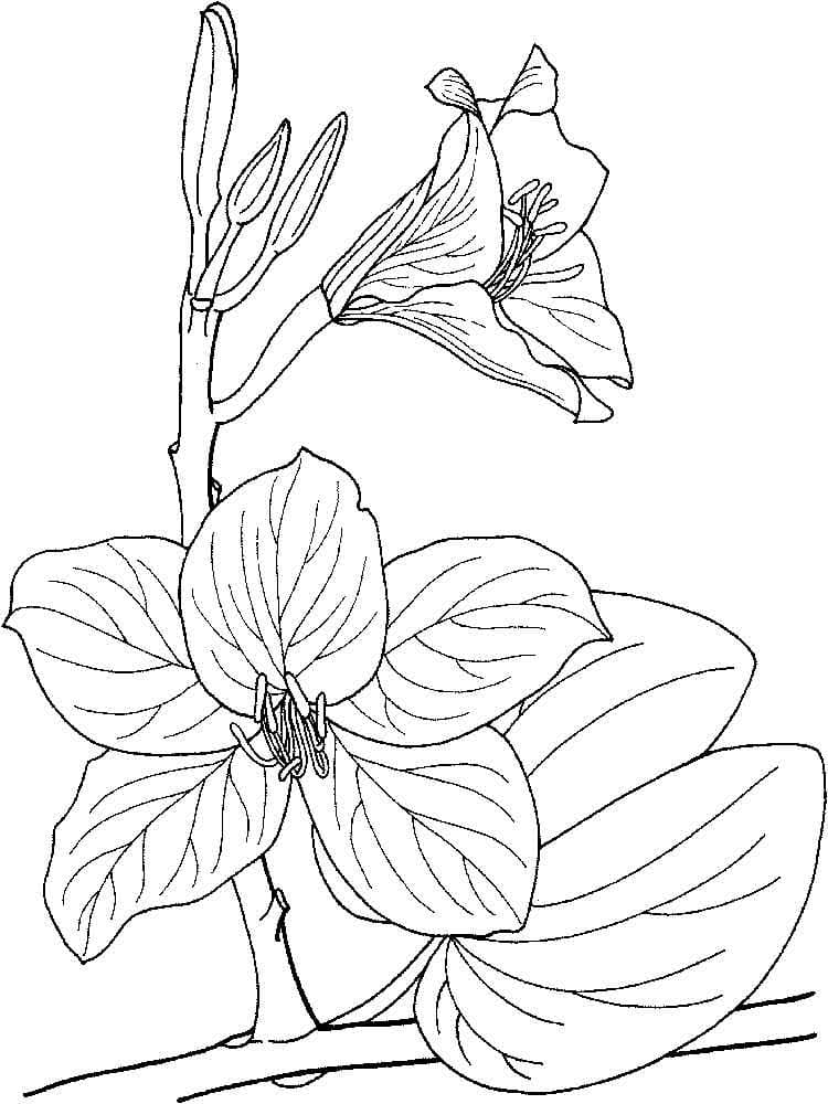 Desenho Orquídea para Colorir Detalhada