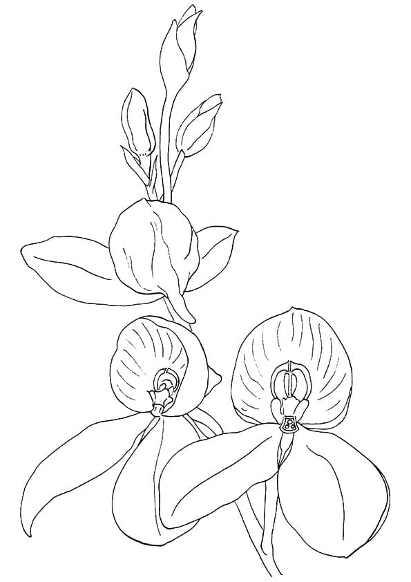Desenho Orquídea para Colorir Download
