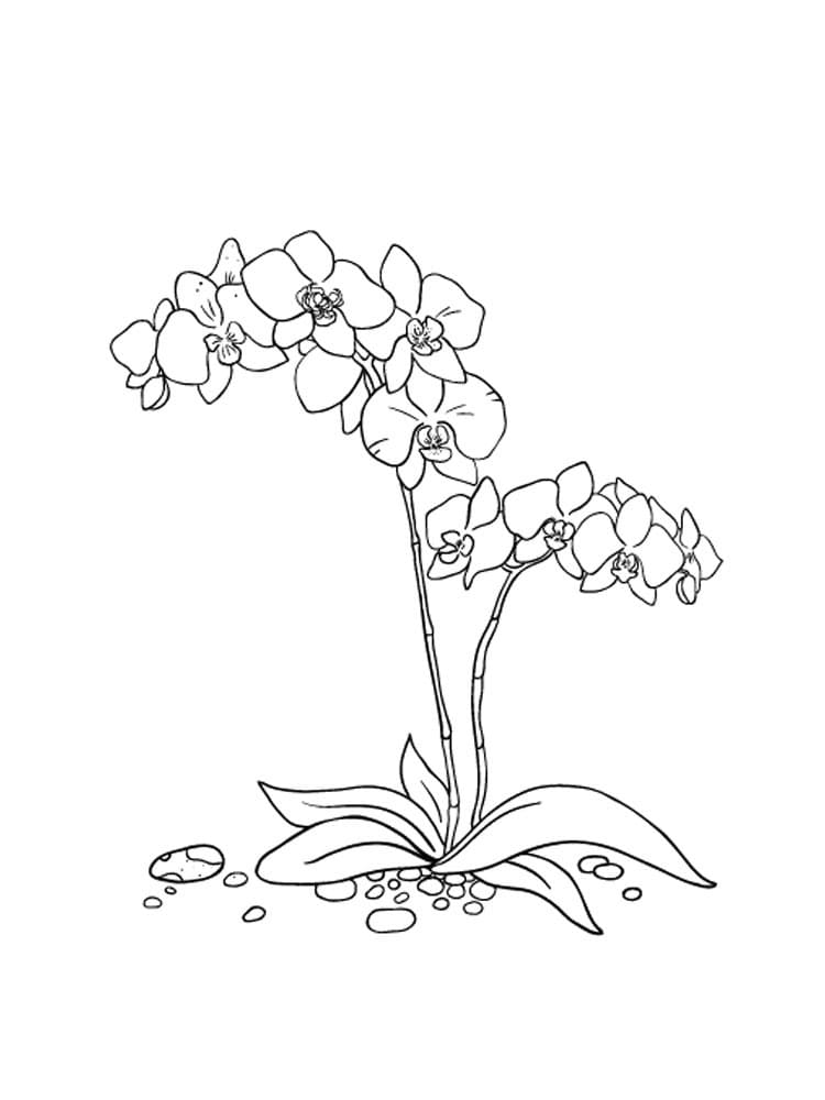 Desenho Orquídea para Colorir e Aprender